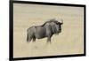 Wildebeest on the open pan Etosha National Park-Darrell Gulin-Framed Photographic Print