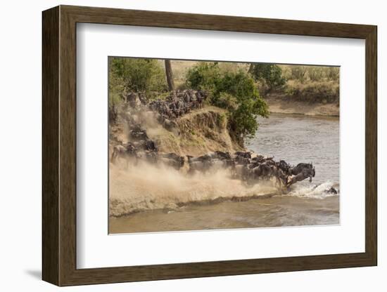 Wildebeest or Gnu Herd Crossing Mara River in Late Summer, Masai Mara, Kenya, Africa, Connochaetes-Adam Jones-Framed Photographic Print