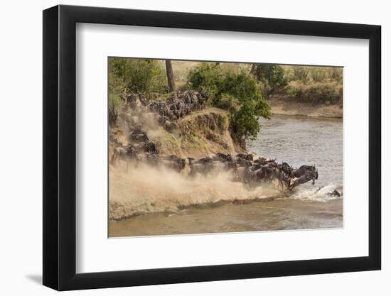 Wildebeest or Gnu Herd Crossing Mara River in Late Summer, Masai Mara, Kenya, Africa, Connochaetes-Adam Jones-Framed Photographic Print