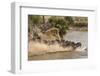 Wildebeest or Gnu Herd Crossing Mara River in Late Summer, Masai Mara, Kenya, Africa, Connochaetes-Adam Jones-Framed Photographic Print