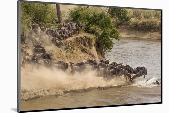 Wildebeest or Gnu Herd Crossing Mara River in Late Summer, Masai Mara, Kenya, Africa, Connochaetes-Adam Jones-Mounted Photographic Print