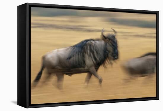 Wildebeest Running in Grass-null-Framed Stretched Canvas