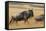 Wildebeest Running in Grass-null-Framed Stretched Canvas