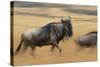 Wildebeest Running in Grass-null-Stretched Canvas
