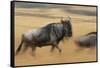 Wildebeest Running in Grass-null-Framed Stretched Canvas