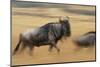 Wildebeest Running in Grass-null-Mounted Premium Photographic Print