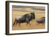 Wildebeest Running in Grass-null-Framed Photographic Print