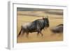 Wildebeest Running in Grass-null-Framed Photographic Print