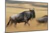 Wildebeest Running in Grass-null-Mounted Photographic Print