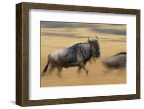 Wildebeest Running in Grass-null-Framed Photographic Print