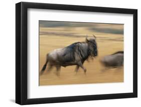 Wildebeest Running in Grass-null-Framed Photographic Print