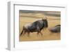 Wildebeest Running in Grass-null-Framed Photographic Print