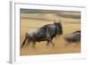 Wildebeest Running in Grass-null-Framed Photographic Print