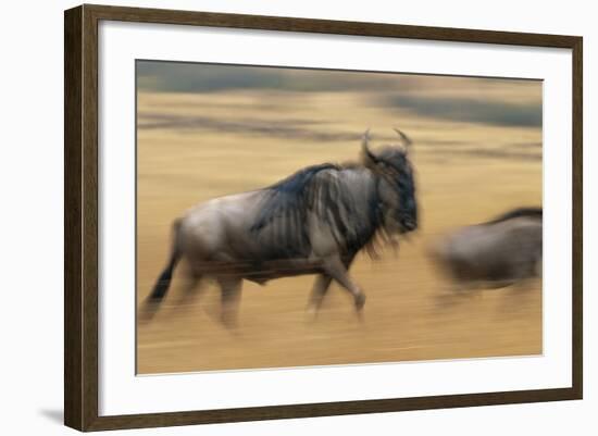 Wildebeest Running in Grass-null-Framed Photographic Print