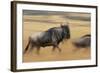 Wildebeest Running in Grass-null-Framed Photographic Print