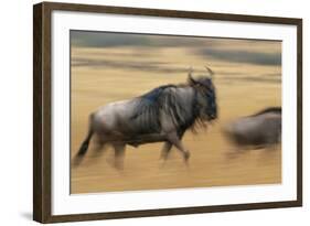 Wildebeest Running in Grass-null-Framed Photographic Print