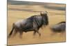 Wildebeest Running in Grass-null-Mounted Photographic Print