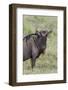 Wildebeest, Serengeti National Park, Tanzania, Africa-Adam Jones-Framed Photographic Print