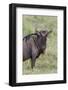 Wildebeest, Serengeti National Park, Tanzania, Africa-Adam Jones-Framed Photographic Print