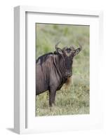 Wildebeest, Serengeti National Park, Tanzania, Africa-Adam Jones-Framed Photographic Print