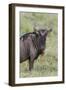 Wildebeest, Serengeti National Park, Tanzania, Africa-Adam Jones-Framed Photographic Print