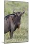 Wildebeest, Serengeti National Park, Tanzania, Africa-Adam Jones-Mounted Photographic Print