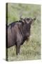 Wildebeest, Serengeti National Park, Tanzania, Africa-Adam Jones-Stretched Canvas