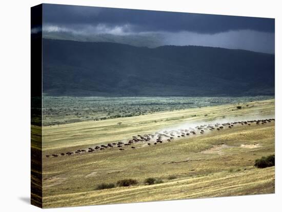 Wildebeest Stampede on the Dry Grassy Plains on the West Side of the Ngorongoro Highlands-Nigel Pavitt-Stretched Canvas