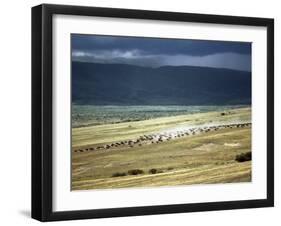 Wildebeest Stampede on the Dry Grassy Plains on the West Side of the Ngorongoro Highlands-Nigel Pavitt-Framed Photographic Print