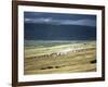 Wildebeest Stampede on the Dry Grassy Plains on the West Side of the Ngorongoro Highlands-Nigel Pavitt-Framed Photographic Print