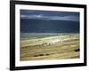 Wildebeest Stampede on the Dry Grassy Plains on the West Side of the Ngorongoro Highlands-Nigel Pavitt-Framed Photographic Print