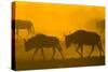 Wildebeest Sunrise and Dust in Amoseli N.P., Kenya Africa-Darrell Gulin-Stretched Canvas