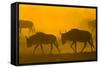 Wildebeest Sunrise and Dust in Amoseli N.P., Kenya Africa-Darrell Gulin-Framed Stretched Canvas