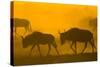 Wildebeest Sunrise and Dust in Amoseli N.P., Kenya Africa-Darrell Gulin-Stretched Canvas