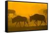 Wildebeest Sunrise and Dust in Amoseli N.P., Kenya Africa-Darrell Gulin-Framed Stretched Canvas