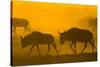 Wildebeest Sunrise and Dust in Amoseli N.P., Kenya Africa-Darrell Gulin-Stretched Canvas