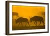 Wildebeest Sunrise and Dust in Amoseli N.P., Kenya Africa-Darrell Gulin-Framed Photographic Print