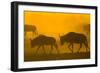 Wildebeest Sunrise and Dust in Amoseli N.P., Kenya Africa-Darrell Gulin-Framed Photographic Print