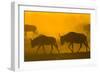 Wildebeest Sunrise and Dust in Amoseli N.P., Kenya Africa-Darrell Gulin-Framed Photographic Print