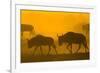 Wildebeest Sunrise and Dust in Amoseli N.P., Kenya Africa-Darrell Gulin-Framed Photographic Print