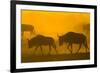 Wildebeest Sunrise and Dust in Amoseli N.P., Kenya Africa-Darrell Gulin-Framed Photographic Print