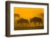 Wildebeest Sunrise and Dust in Amoseli N.P., Kenya Africa-Darrell Gulin-Framed Photographic Print