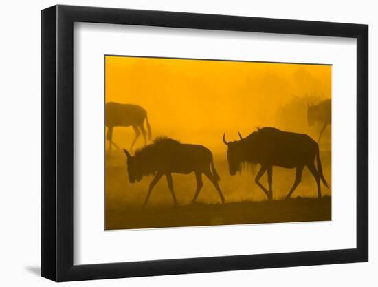 Wildebeest Sunrise and Dust in Amoseli N.P., Kenya Africa-Darrell Gulin-Framed Photographic Print