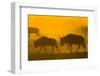 Wildebeest Sunrise and Dust in Amoseli N.P., Kenya Africa-Darrell Gulin-Framed Photographic Print