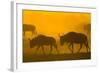 Wildebeest Sunrise and Dust in Amoseli N.P., Kenya Africa-Darrell Gulin-Framed Photographic Print