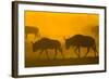 Wildebeest Sunrise and Dust in Amoseli N.P., Kenya Africa-Darrell Gulin-Framed Photographic Print