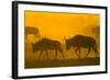 Wildebeest Sunrise and Dust in Amoseli N.P., Kenya Africa-Darrell Gulin-Framed Photographic Print