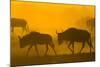 Wildebeest Sunrise and Dust in Amoseli N.P., Kenya Africa-Darrell Gulin-Mounted Photographic Print