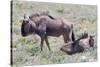 Wildebeest Walking the Plains of Etosha National Park-Micha Klootwijk-Stretched Canvas