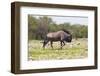 Wildebeest Walking the Plains of Etosha National Park-Micha Klootwijk-Framed Photographic Print